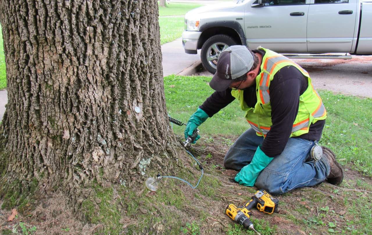 ash treatment