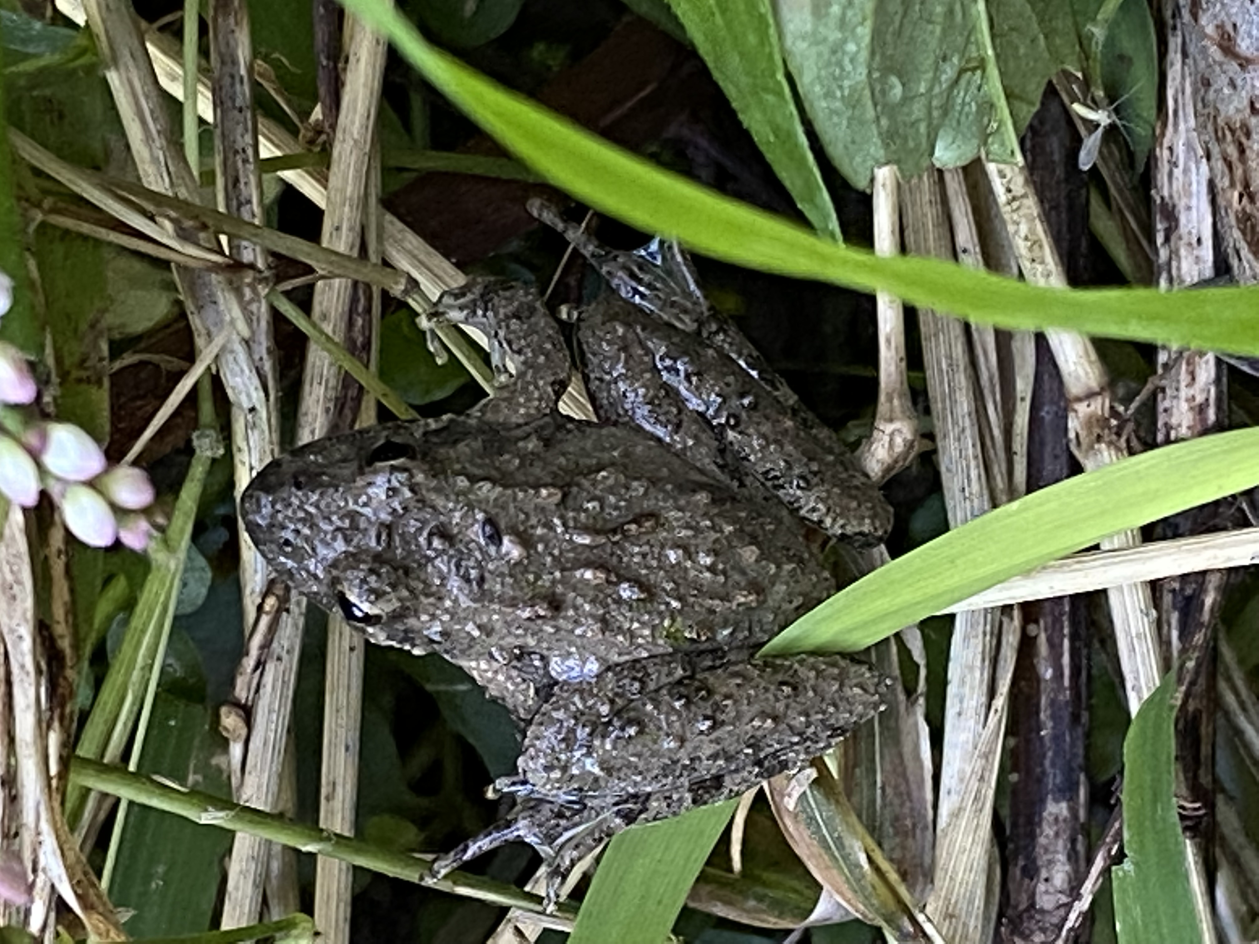 cricket frog