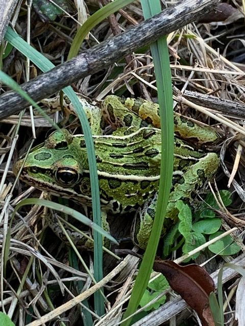 Leopard frog