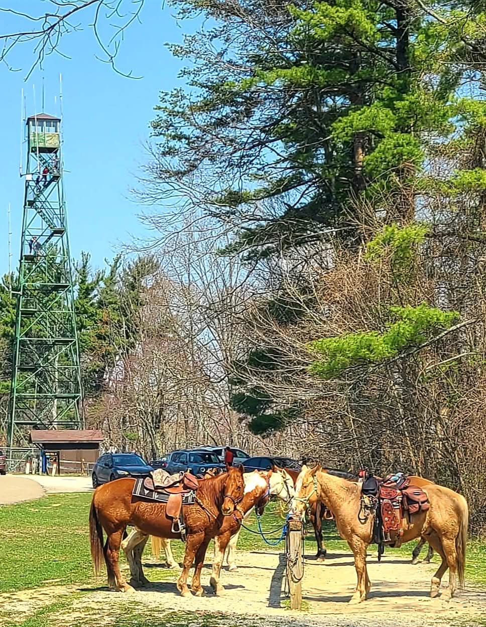 Weed Patch Firetower at Brown County State Park and horses
